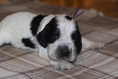 Les chiots de Cocker Spaniel Anglais
