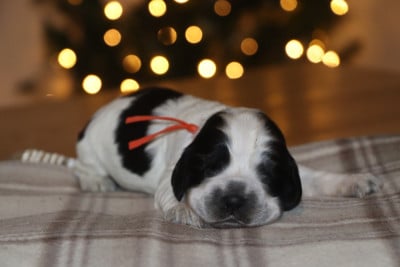 Les chiots de Cocker Spaniel Anglais