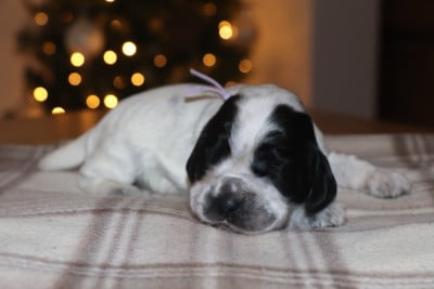 Les chiots de Cocker Spaniel Anglais