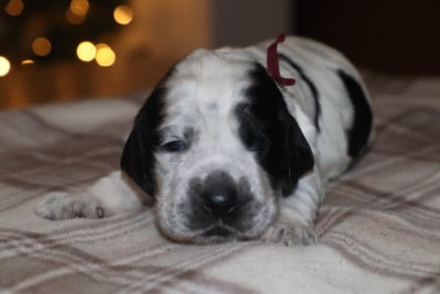 Les chiots de Cocker Spaniel Anglais