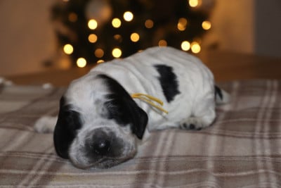 Les chiots de Cocker Spaniel Anglais