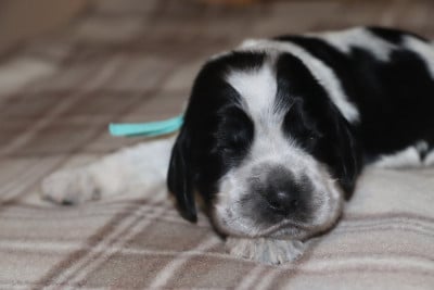 Les chiots de Cocker Spaniel Anglais