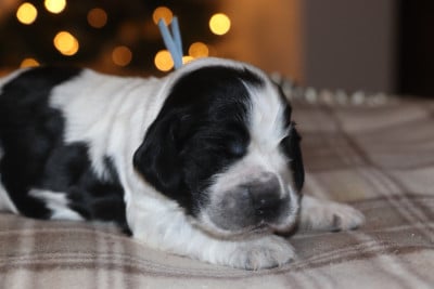 Les chiots de Cocker Spaniel Anglais