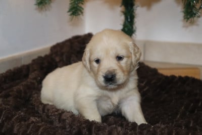 Les chiots de Golden Retriever
