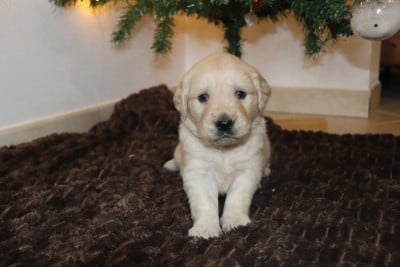 Les chiots de Golden Retriever