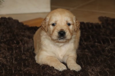 Les chiots de Golden Retriever