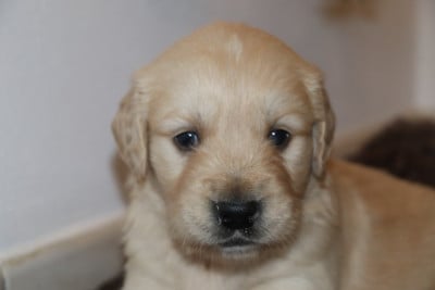 Les chiots de Golden Retriever