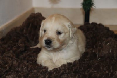 Les chiots de Golden Retriever