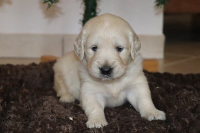 Les chiots de Golden Retriever