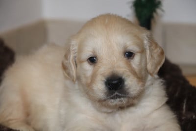 Les chiots de Golden Retriever