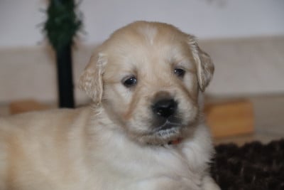 Les chiots de Golden Retriever