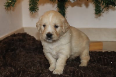 Les chiots de Golden Retriever