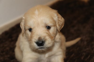 Les chiots de Golden Retriever