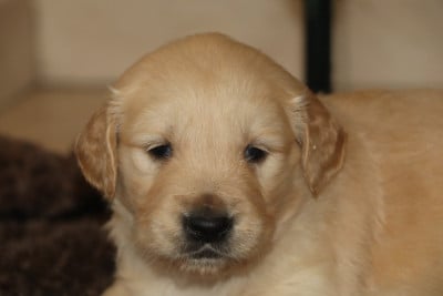 Les chiots de Golden Retriever