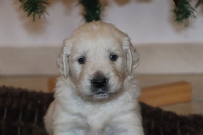 Les chiots de Golden Retriever