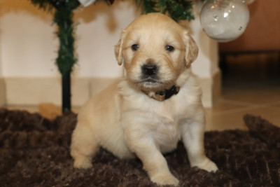 Les chiots de Golden Retriever