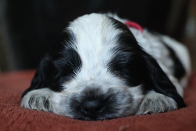 Les chiots de Cocker Spaniel Anglais