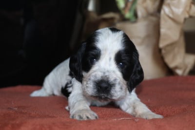 Les chiots de Cocker Spaniel Anglais
