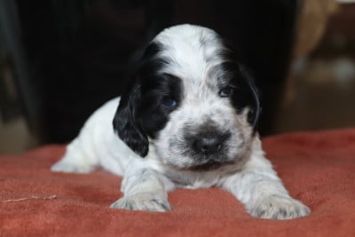 Les chiots de Cocker Spaniel Anglais
