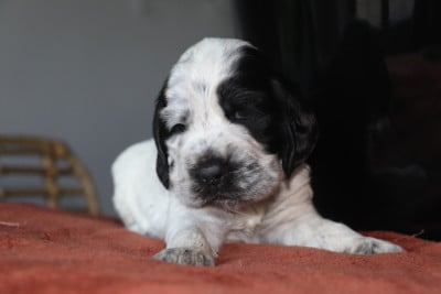 Les chiots de Cocker Spaniel Anglais
