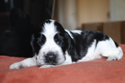 Les chiots de Cocker Spaniel Anglais