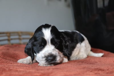Les chiots de Cocker Spaniel Anglais