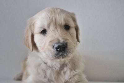 Les chiots de Golden Retriever