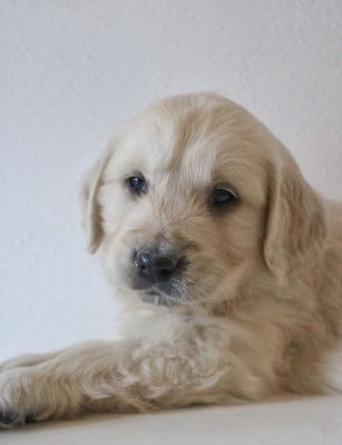 Les chiots de Golden Retriever