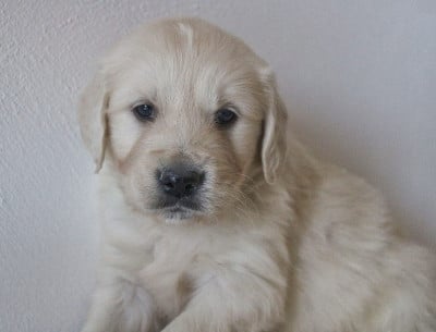 Les chiots de Golden Retriever