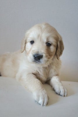 Les chiots de Golden Retriever