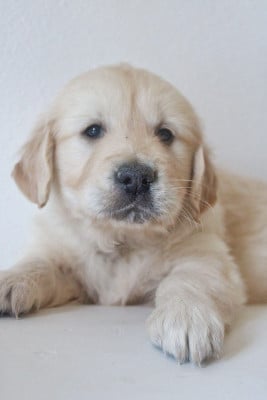 Les chiots de Golden Retriever