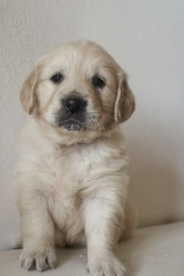 Les chiots de Golden Retriever