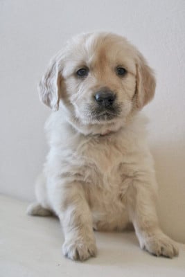 Les chiots de Golden Retriever