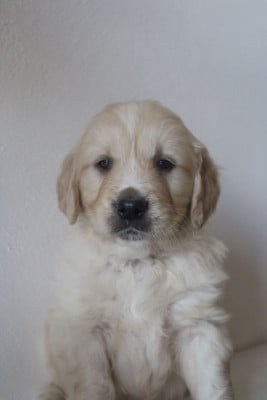 Les chiots de Golden Retriever