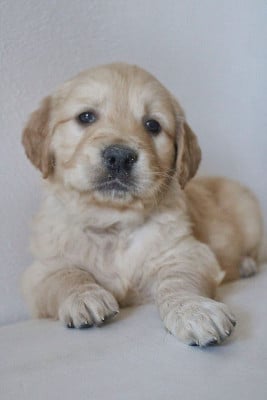 Les chiots de Golden Retriever