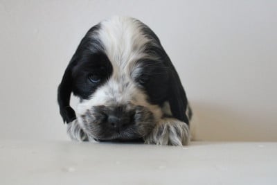 Les chiots de Cocker Spaniel Anglais