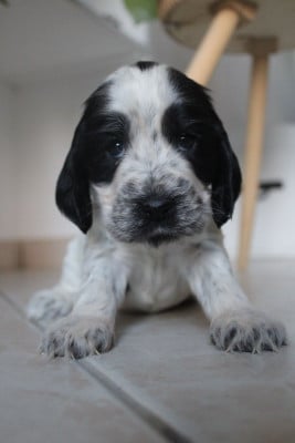 Les chiots de Cocker Spaniel Anglais