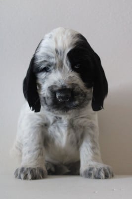 Les chiots de Cocker Spaniel Anglais