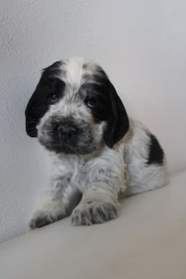 Les chiots de Cocker Spaniel Anglais