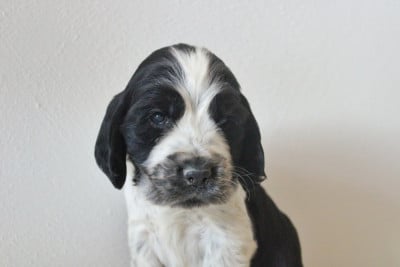 Les chiots de Cocker Spaniel Anglais