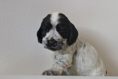 Les chiots de Cocker Spaniel Anglais