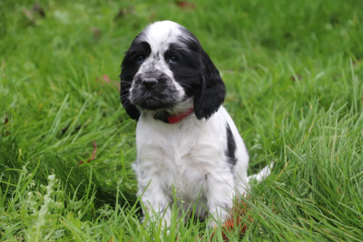 Les chiots de Cocker Spaniel Anglais