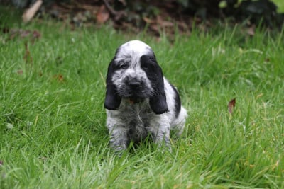 Les chiots de Cocker Spaniel Anglais