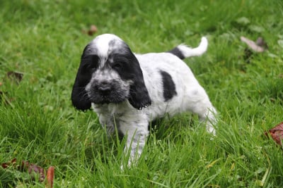 Les chiots de Cocker Spaniel Anglais