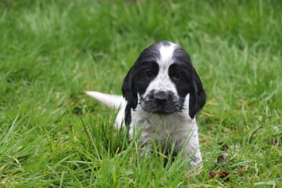 Les chiots de Cocker Spaniel Anglais