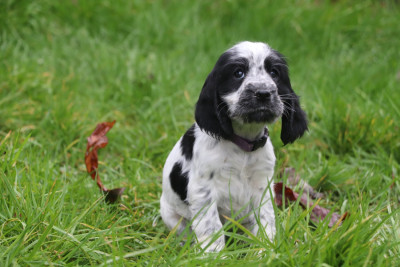 Les chiots de Cocker Spaniel Anglais