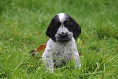 Les chiots de Cocker Spaniel Anglais