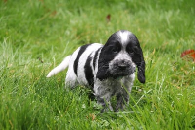 Les chiots de Cocker Spaniel Anglais