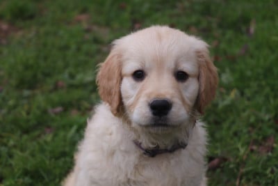 Les chiots de Golden Retriever