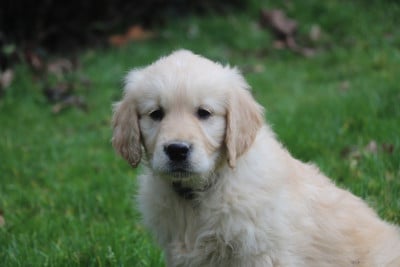 Les chiots de Golden Retriever